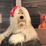 Priscila e Gilmar em TV Colosso